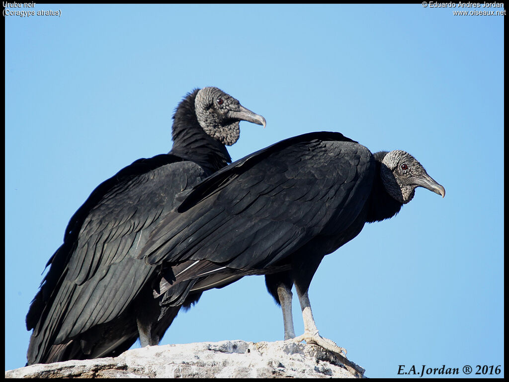 Black Vulture