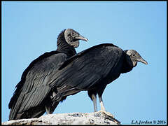 Black Vulture