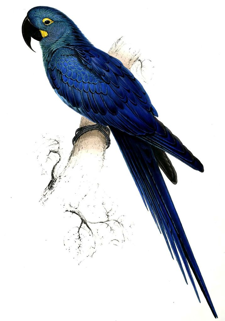 Ara hyacinthe - Anodorhynchus hyacinthinus