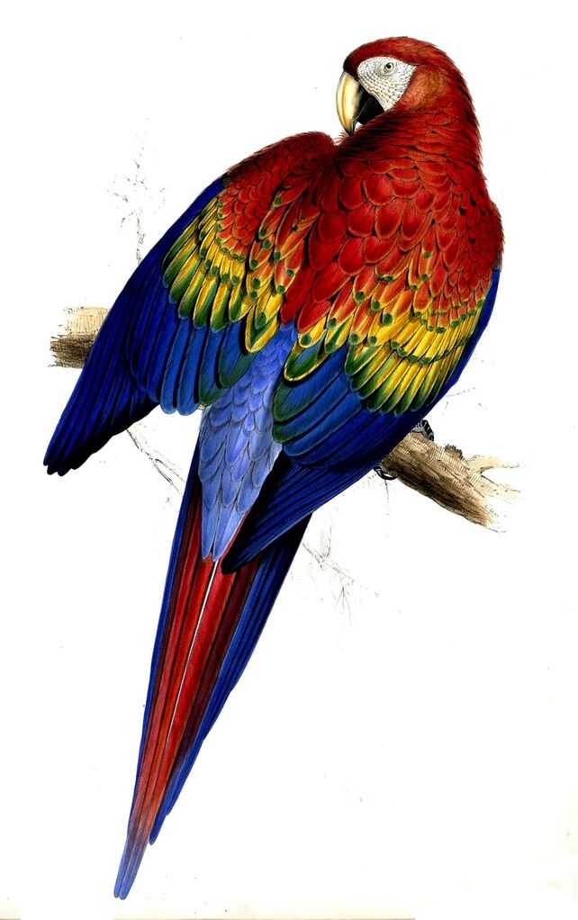 Scarlet Macaw