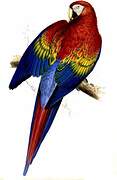 Scarlet Macaw