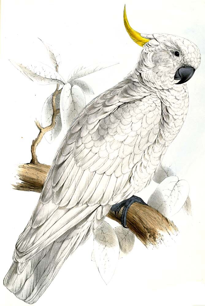 Sulphur-crested Cockatoo