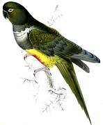 Burrowing Parrot