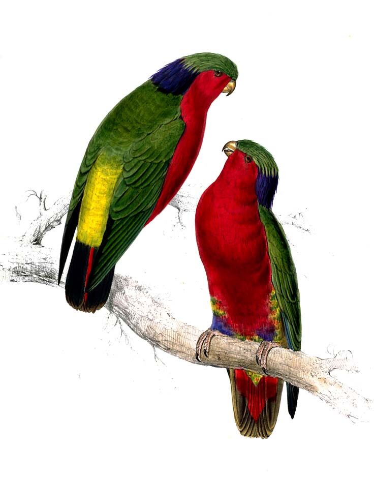 Kuhl's Lorikeet