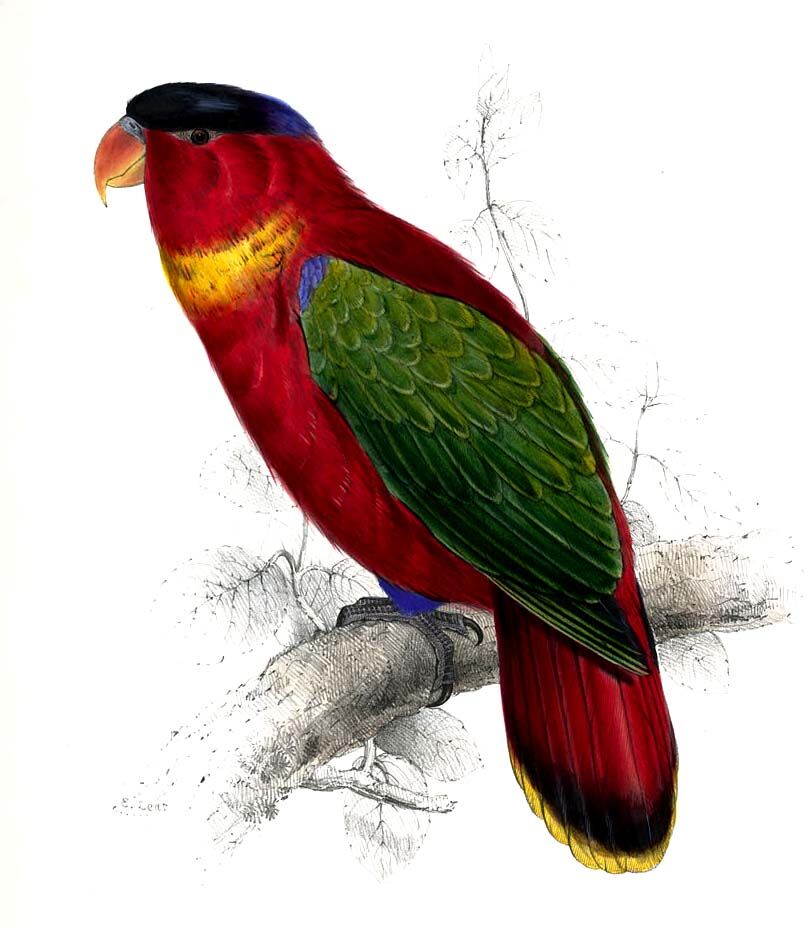 Purple-naped Lory