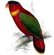 Purple-naped Lory