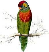 Varied Lorikeet