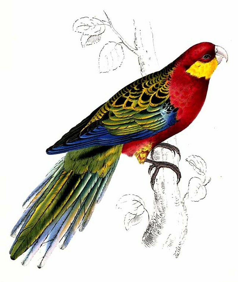 Western Rosella