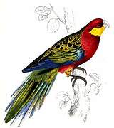 Western Rosella