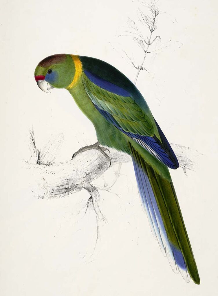 Australian Ringneck (barnardi)