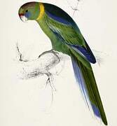 Australian Ringneck (barnardi)