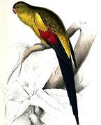 Regent Parrot