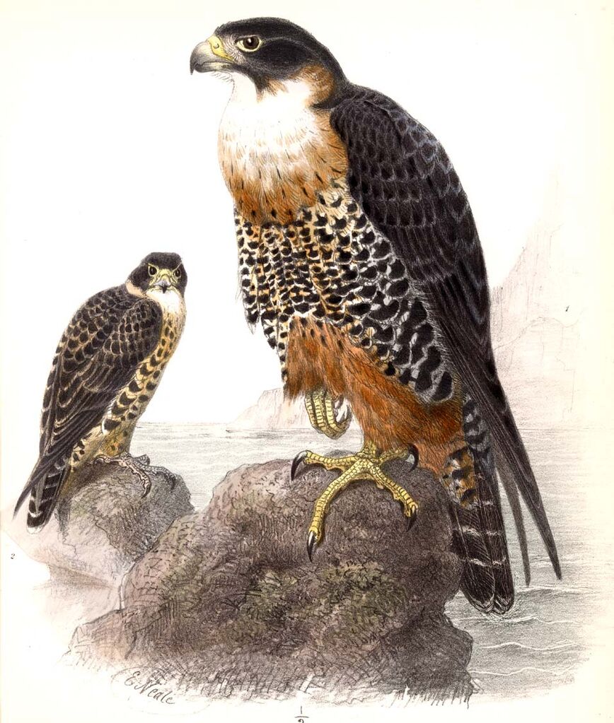 Orange-breasted Falcon