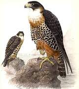 Orange-breasted Falcon