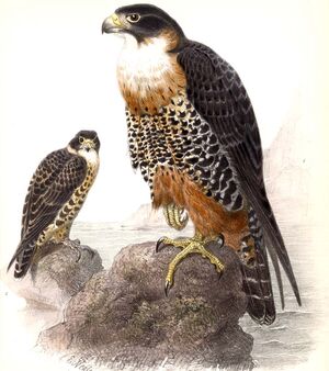 Orange-breasted Falcon - Falco