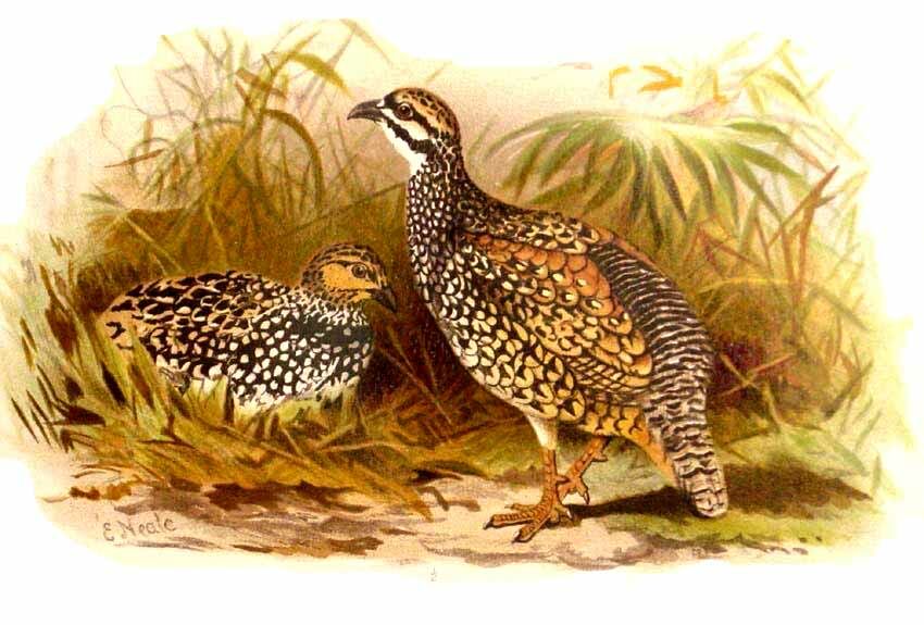 Francolin perlé