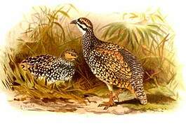 Chinese Francolin