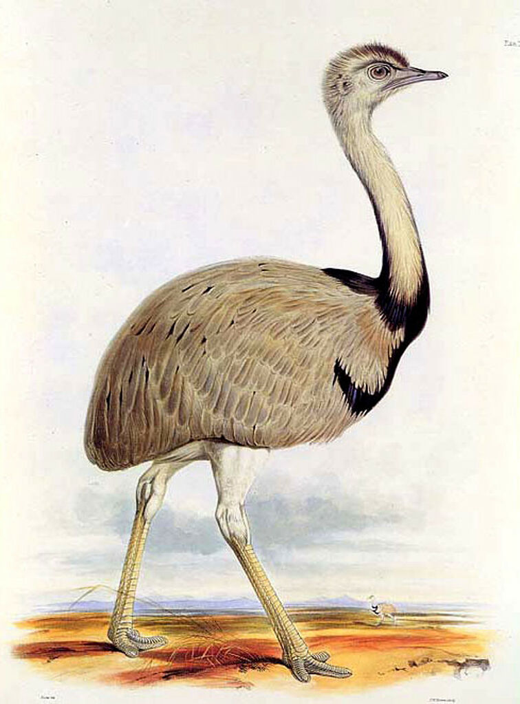 Greater Rhea