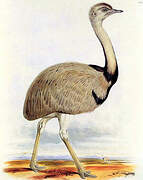 Greater Rhea