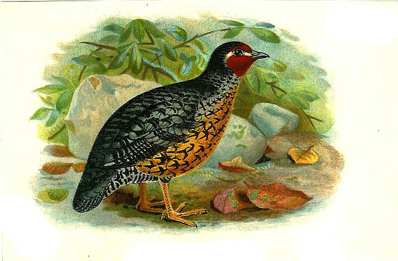 Manipur Bush Quail