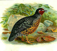 Manipur Bush Quail