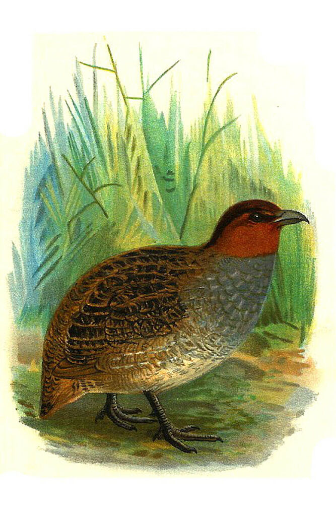 Long-billed Partridge