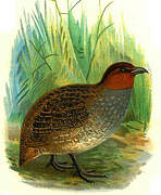 Long-billed Partridge