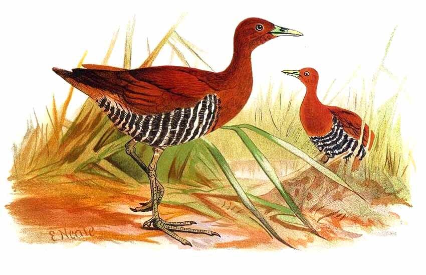 Andaman Crake