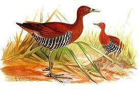 Andaman Crake