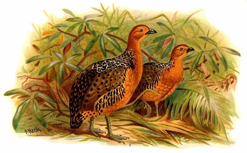 Ferruginous Partridge