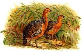 Ferruginous Partridge