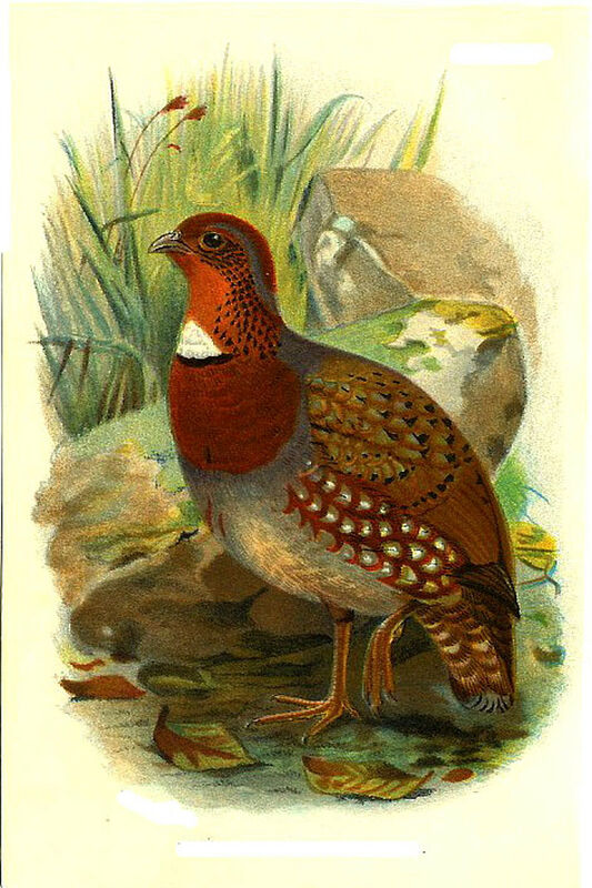 Chestnut-breasted Partridge