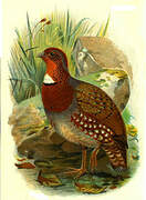 Chestnut-breasted Partridge