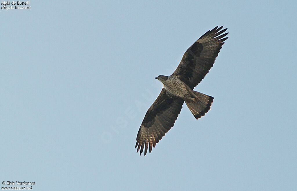 Aigle de Bonelliadulte, Vol