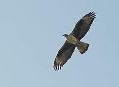 Bonelli's Eagle