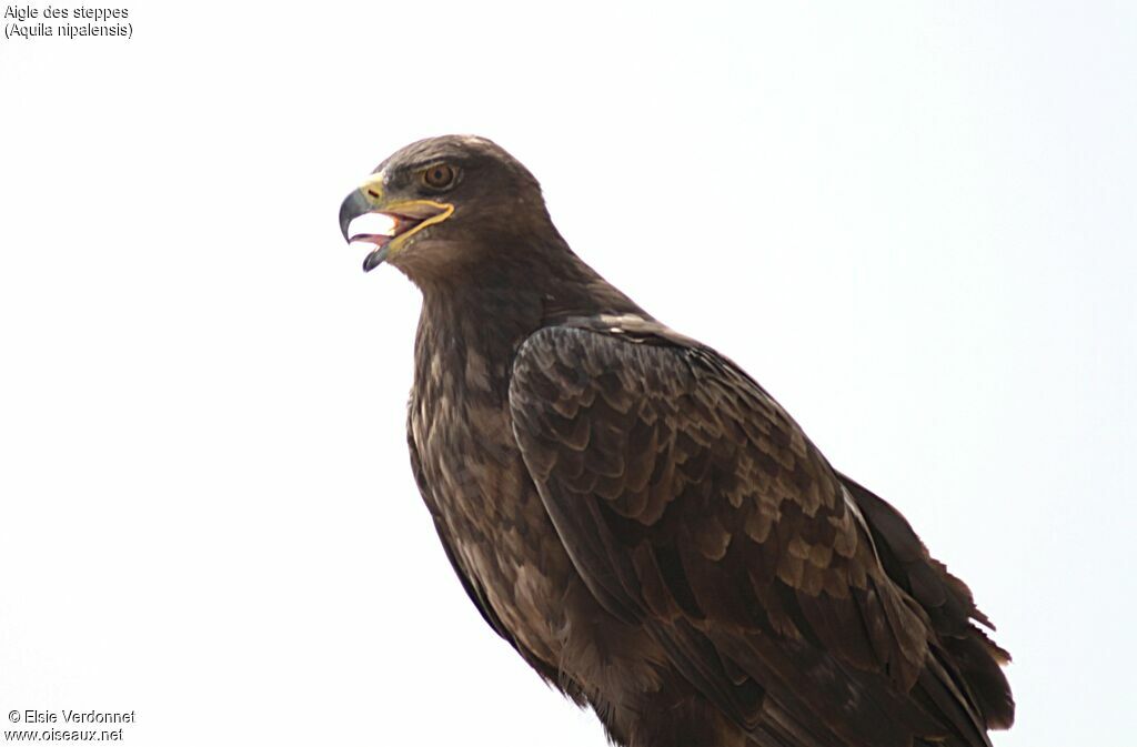 Steppe Eagle, close-up portrait