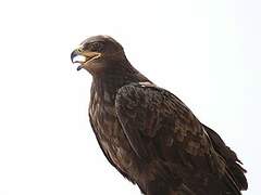 Steppe Eagle