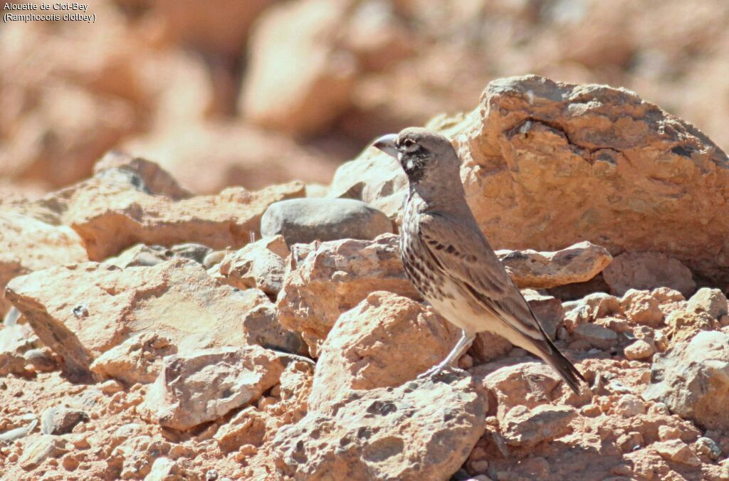 Thick-billed Lark