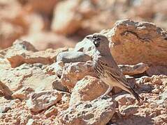 Thick-billed Lark