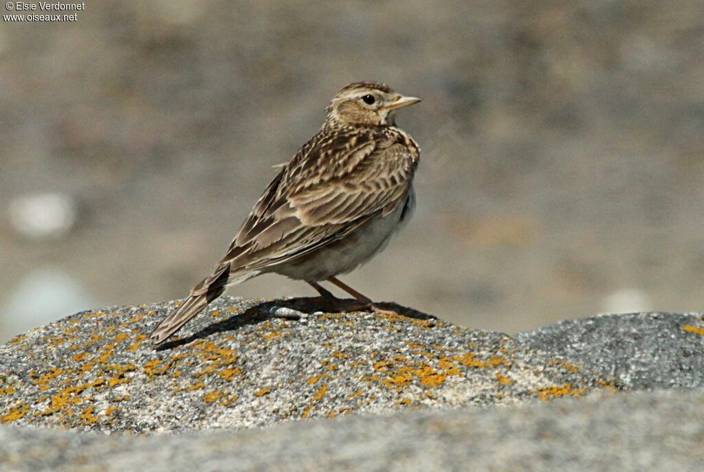 Eurasian Skylark