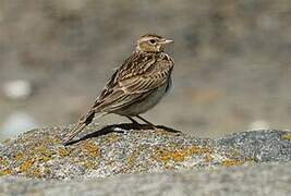 Eurasian Skylark