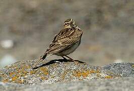 Eurasian Skylark