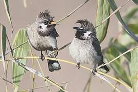 Himalayan Bulbul