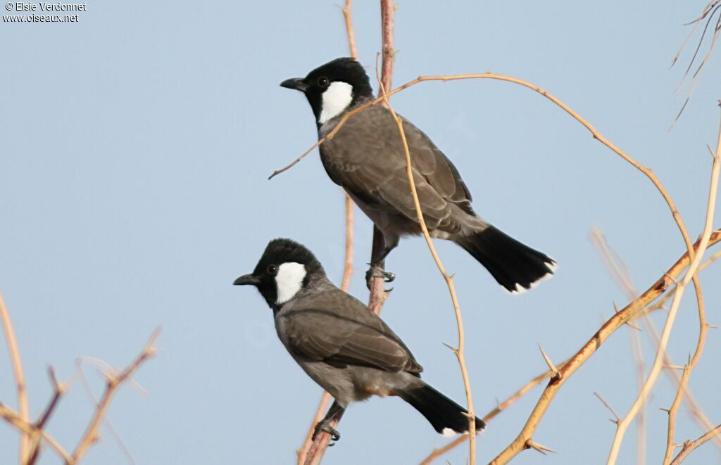 Bulbul à oreillons blancs