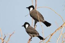 White-eared Bulbul