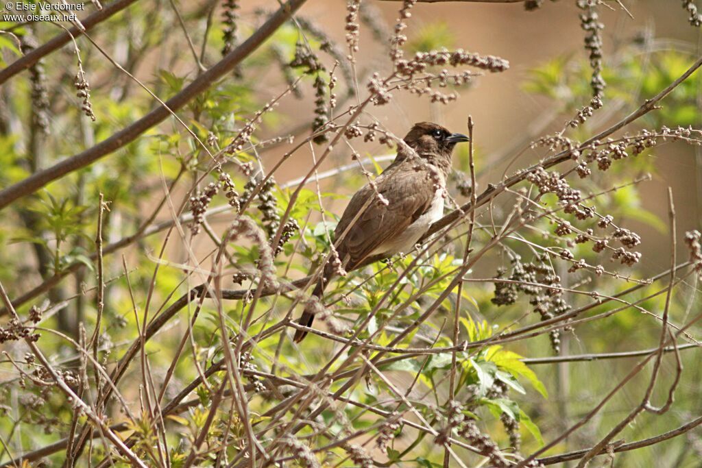 Bulbul des jardins