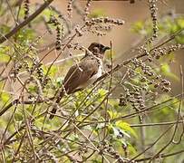 Common Bulbul