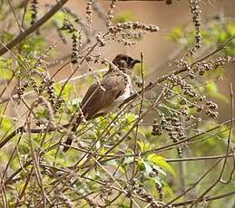 Bulbul des jardins