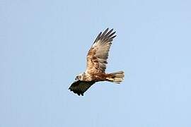 Western Marsh Harrier