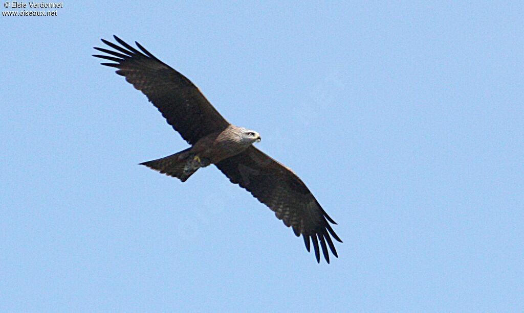 Western Marsh Harrier, Flight